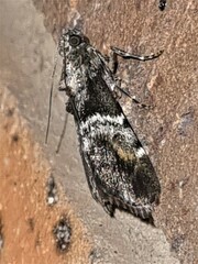 Orthaga atribasalis