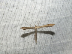 Stenoptilia pterodactyla