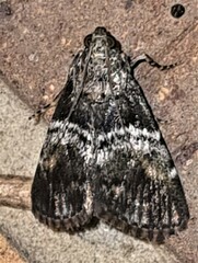 Orthaga atribasalis