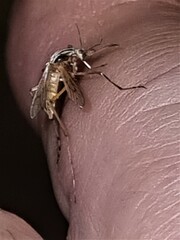 Aedes vittiger