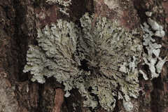 Physconia enteroxantha