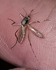 Aedes vittiger