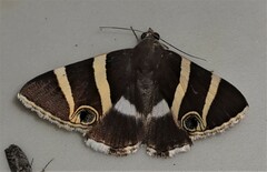 Grammodes ocellata