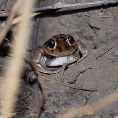 Leptodactylus bufonius
