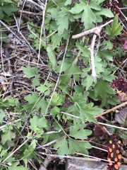 Clematis drummondii