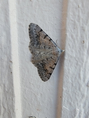 Digrammia colorata