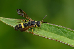 Cerceris clypeata