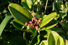 Euphorbia tithymaloides