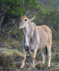 Tragelaphus oryx pattersonianus