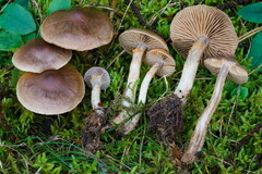 Cortinarius valgus