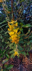 Crotalaria retusa
