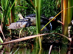 Rostratula benghalensis