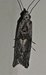 Sciota melanostyla