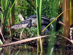 Rostratula benghalensis
