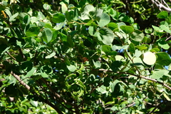 Pithecellobium unguis-cati