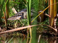 Rostratula benghalensis