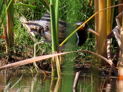 Rostratula benghalensis