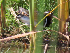 Rostratula benghalensis