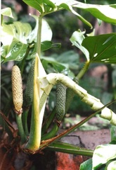 Monstera deliciosa