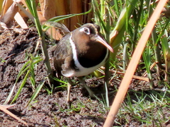 Rostratula benghalensis