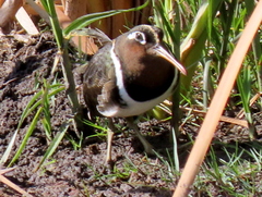Rostratula benghalensis