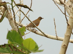Turdus chrysolaus