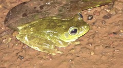 Boana xerophylla