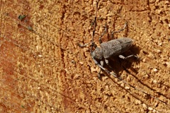 Acanthocinus aedilis
