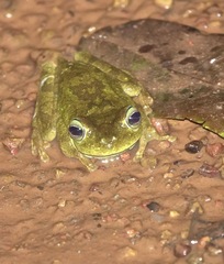Boana xerophylla