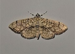 Haritalodes obliqualis