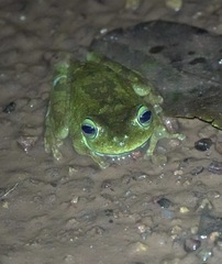 Boana xerophylla