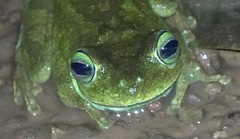Boana xerophylla