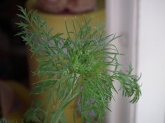 Daucus carota sativus