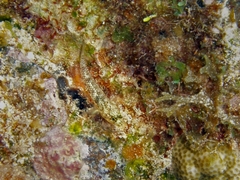 Coryphopterus dicrus