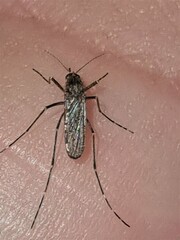 Aedes vigilax