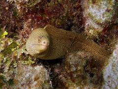 Gymnothorax miliaris