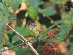 Todirostrum maculatum