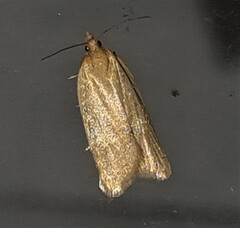 Clepsis divulsana