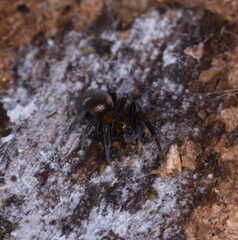 Titanoeca quadriguttata