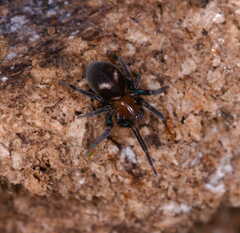 Titanoeca quadriguttata