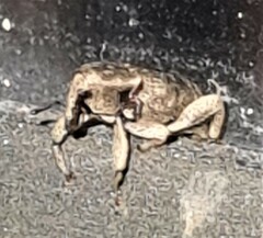 Mitrastethus australiae