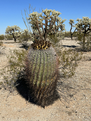 Ferocactus emoryi