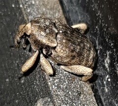 Mitrastethus australiae