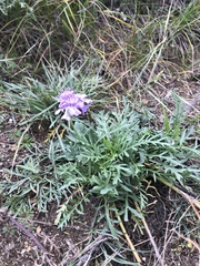 Scabiosa comosa