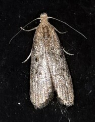 Heteromicta pachytera