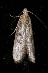 Heteromicta pachytera