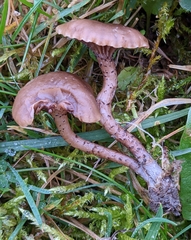 Hodophilus variabilipes