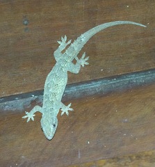 Hemidactylus