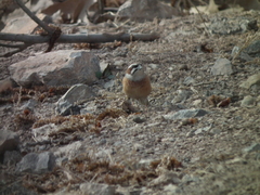 Emberiza cioides