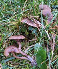 Hodophilus variabilipes